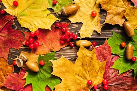 The concept of autumn backgrounds. Dry maple and acorn leaves on a wooden Stock Photos