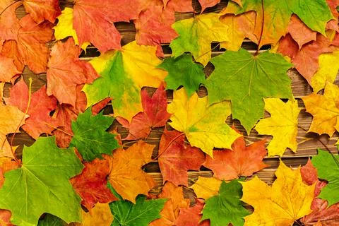 The concept of autumn backgrounds. Dry maple and acorn leaves on a wooden Stock Photos