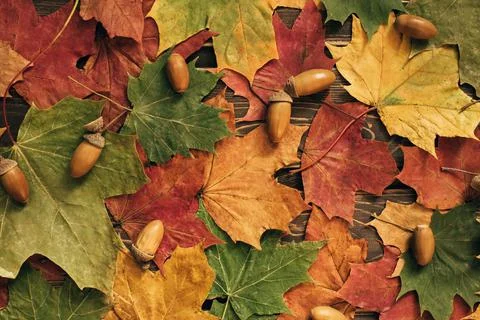 The concept of autumn backgrounds. Dry maple and acorn leaves on a wooden Stock Photos