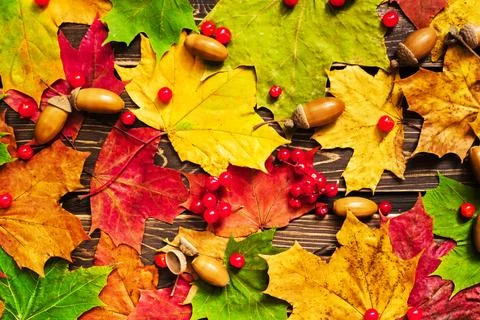The concept of autumn backgrounds. Dry maple and acorn leaves on a wooden Stock Photos