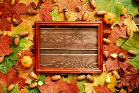 The concept of autumn wallpaper. Dried maple leaves and acorns lined with a Stock Photos