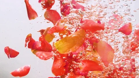 Concept Background: Rose Petals Slowly Fall Into The Water Vídeo Stock 126360622