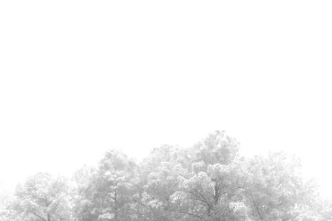 Concept background of snow covered pine trees, very soft focus, copy space Stock Photos