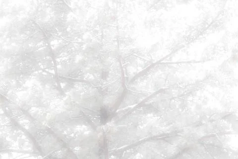 Concept background of a snow covered pine tree, very soft focus, copy space Stock Photos