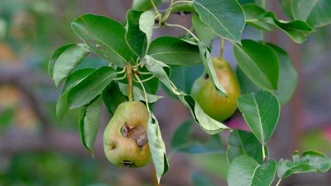 Concept of Bad harvest. Pear. Video stock 114380118
