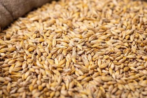 Concept of barley crop Stock Photos