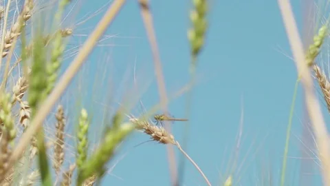 Concept of bread and agriculture. Dragonfly sitting on a grain ear. Amber waves Stock Footage 79079076