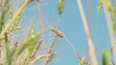 Concept of bread and agriculture. Dragonfly sitting on a grain ear. Amber waves Stock Footage 79367491