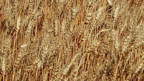 Concept of bread and agriculture. Wheat crop sways on field. Amber waves of Stock Footage 78730641
