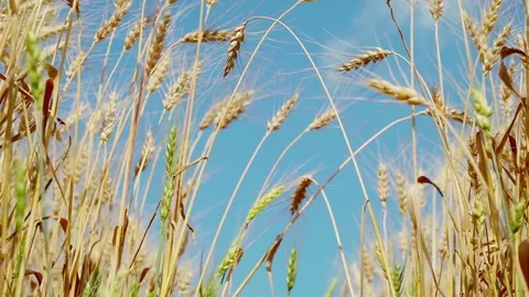 Concept of bread and agriculture. Wheat crop sways on field against blue sky Stock-Footage 78768318