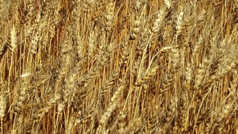 Concept of bread and agriculture. Wheat crop sways on field. Amber waves of Stock Footage 79017993