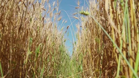 Concept of bread and agriculture. Wheat crop sways on field against blue sky Stock Footage 79471304