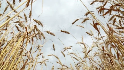 Concept of bread and agriculture. Wheat crop sways on field against sky. Amber Stock Footage 79512642