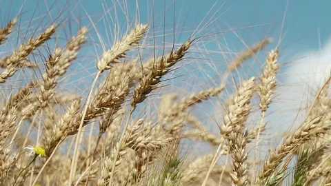 Concept of bread and agriculture. Wheat crop sways on field against blue sky Video stock 79974686