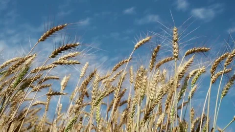 Concept of bread and agriculture. Wheat crop sways on field against blue sky Stock Footage 85246281
