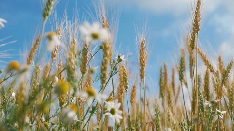 Concept of bread and agriculture. Wheat crop sways on field against blue sky Stock Footage 112129670