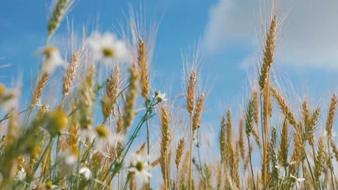 Concept of bread and agriculture. Wheat crop sways on field against blue sky Stock Footage 112129733