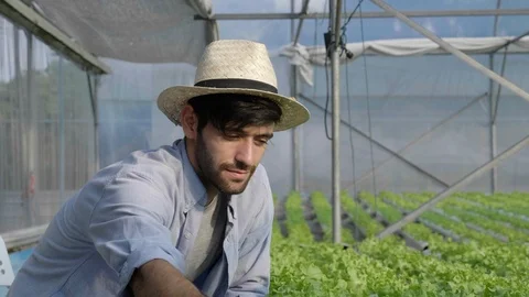 Concept of business in exporting hydroponic vegetables. Stock Footage 118301658