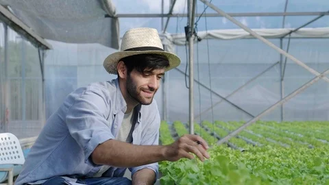 Concept of business in exporting hydroponic vegetables. Stock Footage 118302547