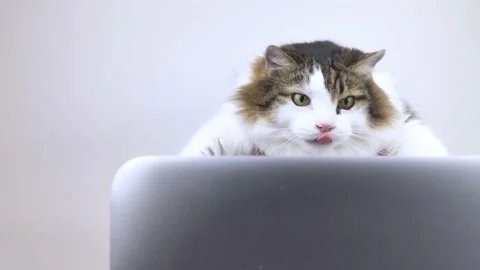 Concept. The cat is at the computer. The kitten watches the news and reacts. Rem Stock Footage 150928387