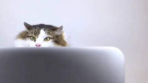 Concept. The cat is at the computer. The kitten watches the news and reacts. Rem Stock Footage 150928417