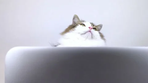 Concept. The cat is at the computer. The kitten watches the news and reacts. Rem Video stock 150928452