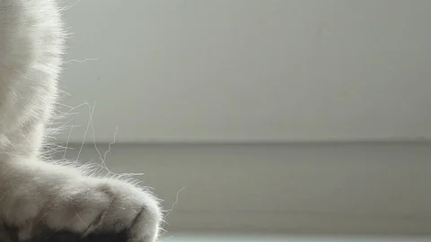 Concept of cat hair as a source of allergy. Medicine for allergies, British cat Stock Footage 73664578