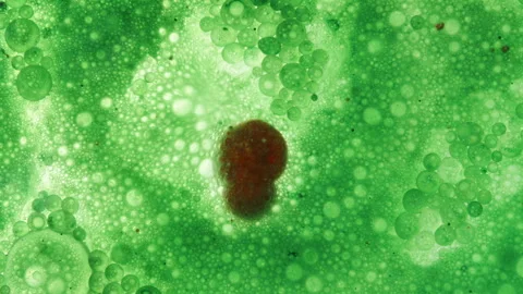 Concept Of Cell Division, Red Cells Multiplying In A Green Environment. Macro. Stock Footage 269656900