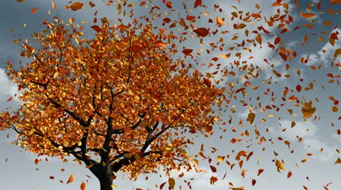 Concept Of Changing Of The Seasons From Spring To Autumn. 4K. Stock Footage