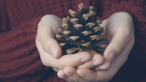 Concept of Christmas new year background. Female hands holding Christmas tree Stock-Footage 112718219