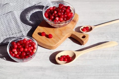 The concept of collecting and processing cranberries. Ripe cranberry berry in Stock Photos