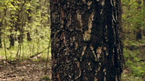 Concept of conservation of nature, forests and the environment. Camera move.. Stock Footage 264927802