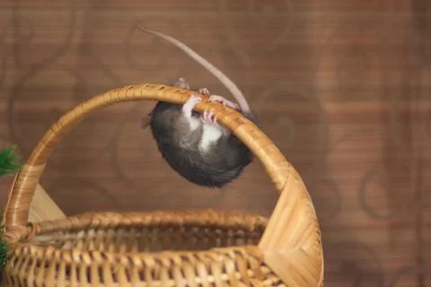 The concept of a crawling mouse. Gray mouse. Grey rat. Stockfoto's