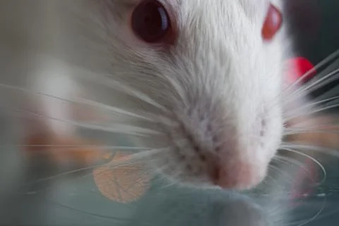 The concept of curiosity. Muzzle rat close-up. A big white mouse Stockfoto's