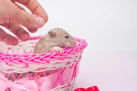 The concept of defenselessness. Man stroking a small mouse. 写真素材