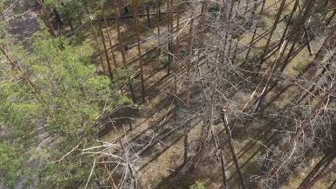 The concept of deforestation on the planet. Working in forestry. Video stock 202095768