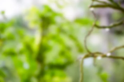 The concept for design blurred and defocus effect season. Outdoor in a park.. Stock Photos