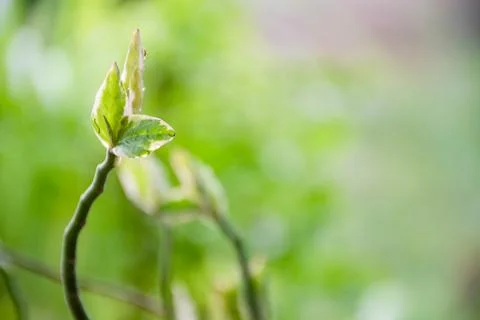 The concept for design blurred and defocus effect season. Outdoor in a park.. Stock Photos