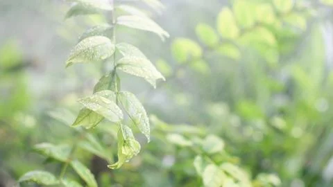 The concept for design blurred and defocus effect season. Sunbeam is outdoo.. Stock Photos