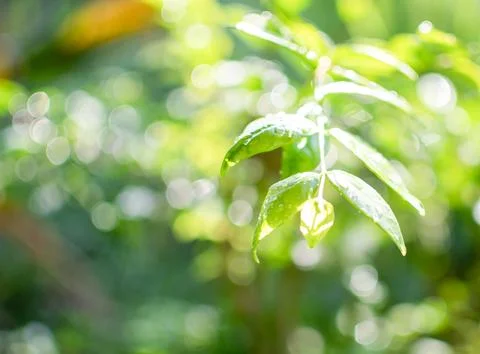 The concept for design blurred and defocus effect season. Daylight is outdo.. Stock Photos