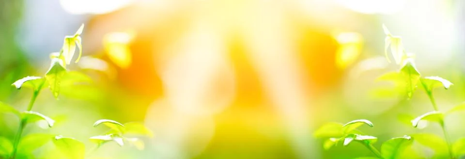 The concept for design blurred and defocused effect season. Lighting sunris.. Stock Photos