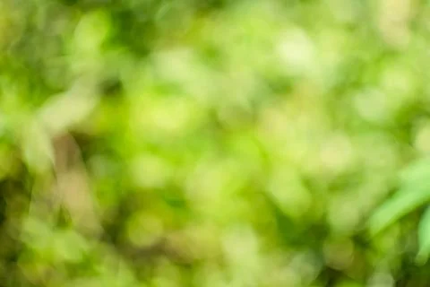 The concept for design blurred and defocused effect season. Abstract bokeh .. Stock Photos