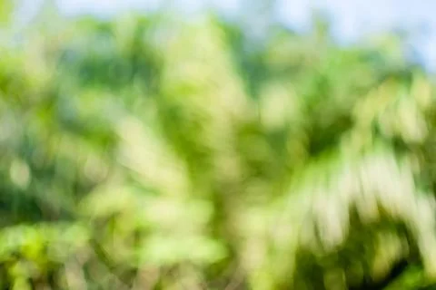 The concept for design blurred and defocused effect season. Abstract bokeh .. Stock Photos