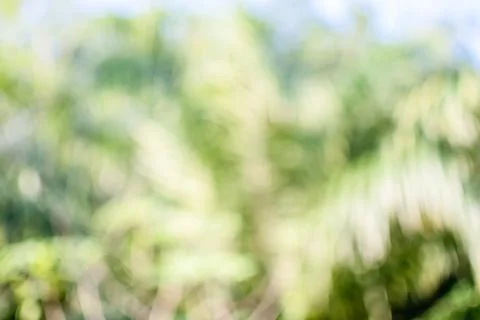 The concept for design blurred and defocused effect season. Abstract bokeh .. Stock Photos