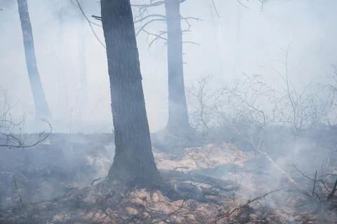Concept of destruction, woods fires and climate change Stock Photos