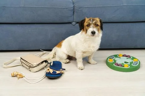 The concept of developing dog intelligence and training so that when a dog .. Stock Photos