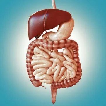 Concept diet. Digestive system. Healthy food diet. 3d rendering Stock Illustration