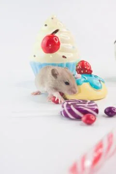 The concept of a diet. The mouse on the background of sweets. Stock Photos