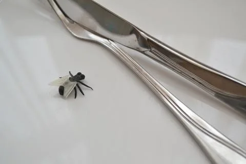 Concept of diet or worms: closeup of fly on plate Stock Photos