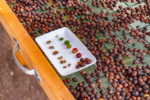 Concept of the different stages of coffee beans traditional dried. showing th Stock Photos